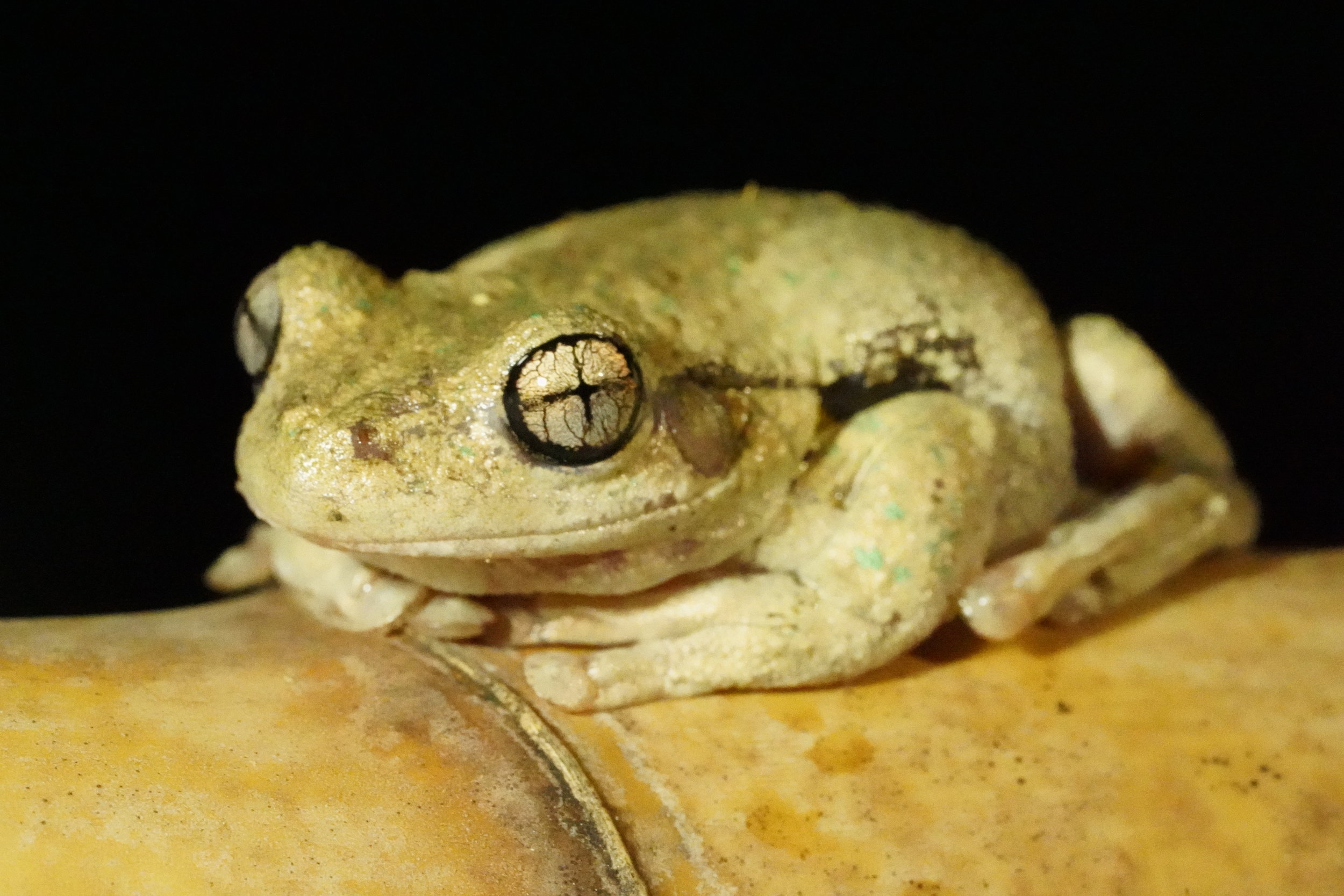 Frog close up