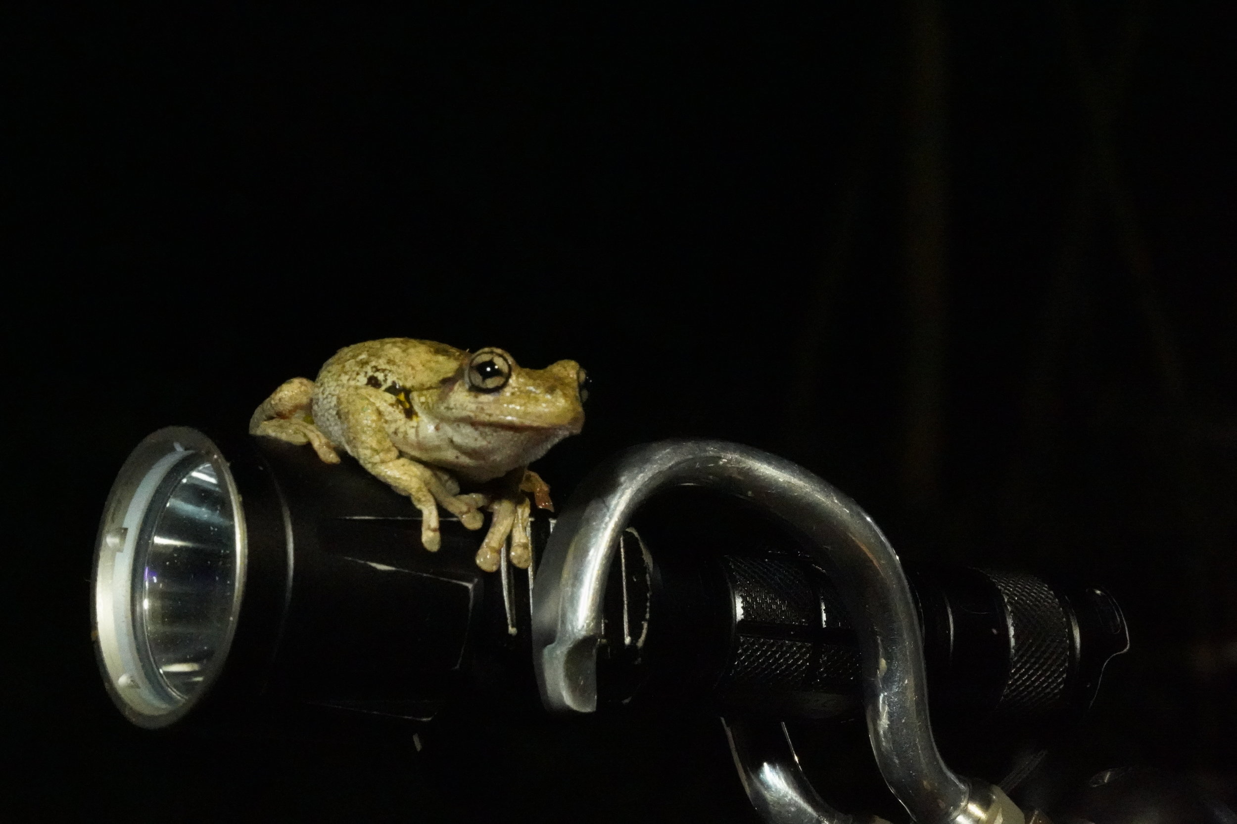 Peron's tree frog sitting on Tom's prosthetic hook and torch