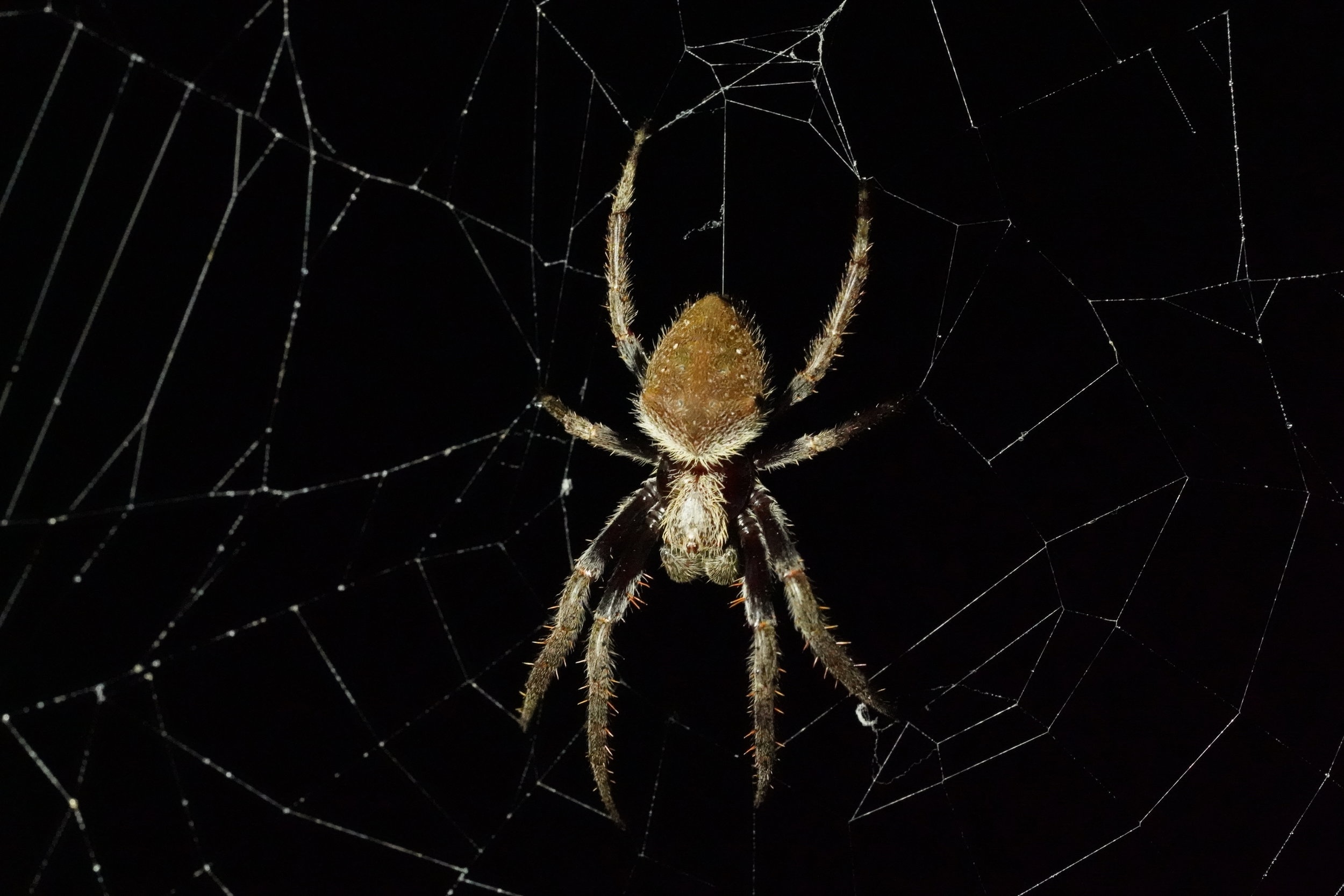 Garden orb weaver