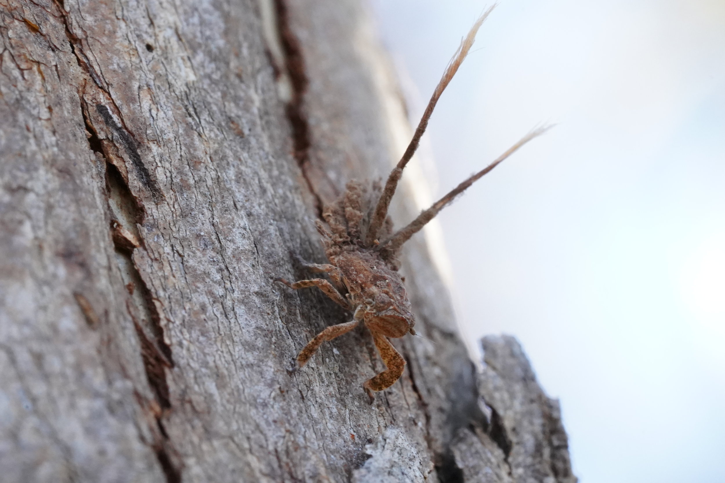 Planthopper on bark