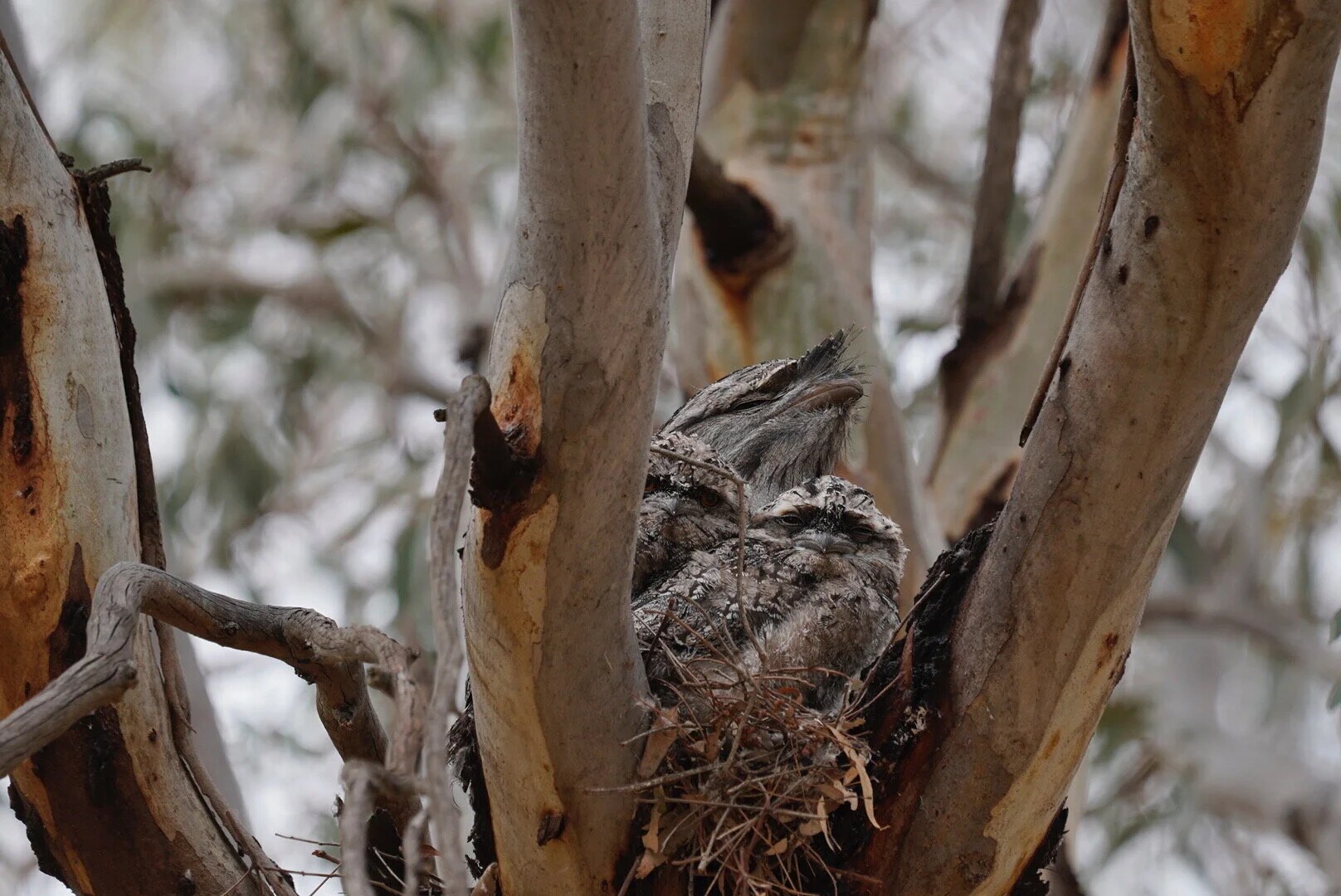 Tawny frogmouths on a nest in a eucalypt